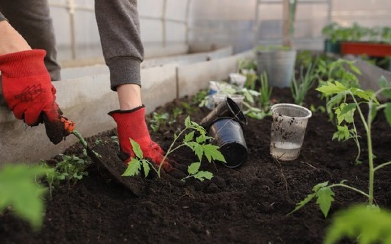 O que plantar em setembro? Mês é o melhor para quem deseja cultivar