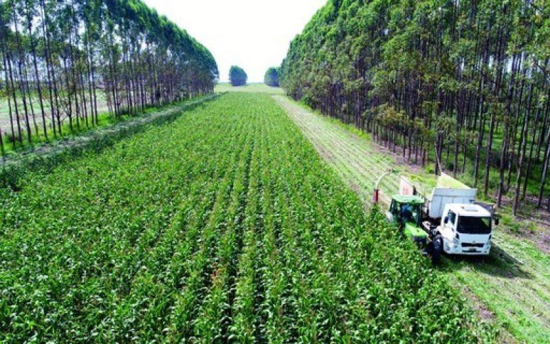 Mudança no Plano Clima: produtor ‘tem que fazer a parte dele’, afirmam ambientalistas