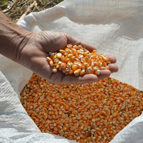 Grãos caem na abertura da bolsa de Chicago