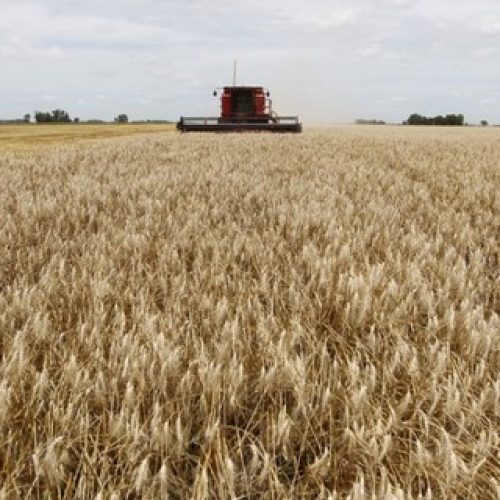 Conab negocia trigo e arroz do Sul em leilões
