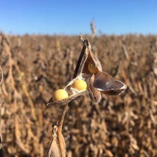 Soja, milho e trigo operam em alta na bolsa de Chicago