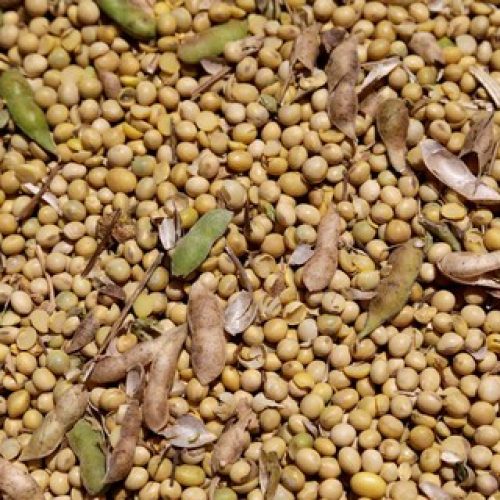 Soja cai em Chicago mesmo com novo anúncio de compra da China