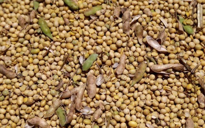 Soja cai em Chicago mesmo com novo anúncio de compra da China