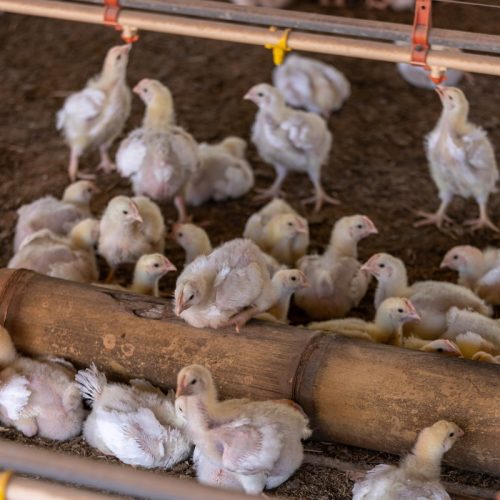Brasil investiga sete suspeitas de gripe aviária de alta patogenicidade