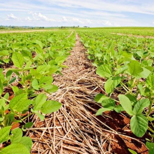 Holandês que ajudou a disseminar plantio direto no Brasil foi alvo de insultos