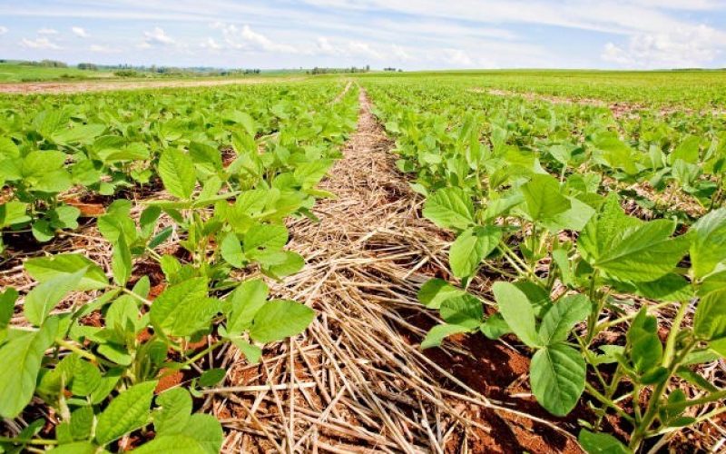 Holandês que ajudou a disseminar plantio direto no Brasil foi alvo de insultos