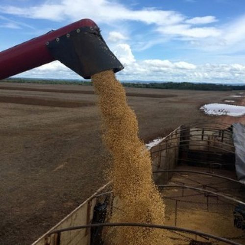 Soja avança em Chicago mesmo com projeções de ampla oferta