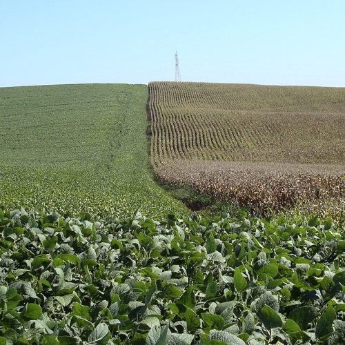 Margens para produtores de soja e milho encolhem diante de custos em alta e produtividade menor