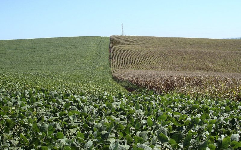 Margens para produtores de soja e milho encolhem diante de custos em alta e produtividade menor
