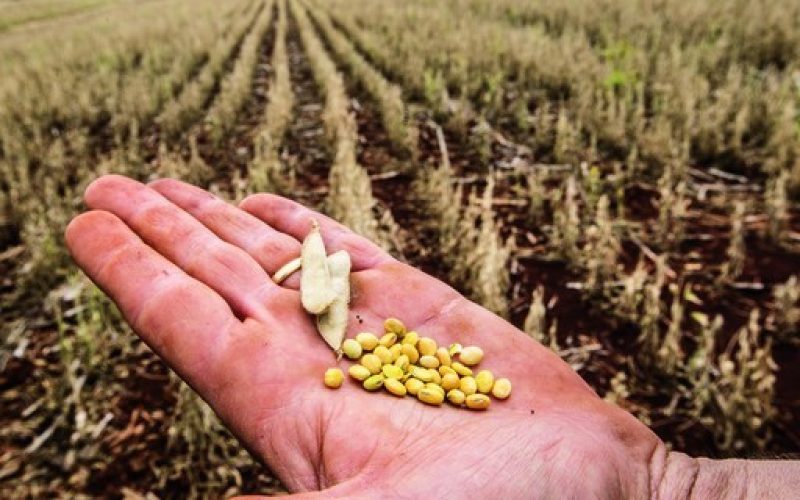 Relator aponta fonte de compensação para viabilizar PL do seguro rural, e texto é aprovado na CCJ