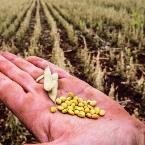 Seguro rural deve recuar 2,7% em 2025, mas há expectativa de recuperação em 2026, diz CNseg