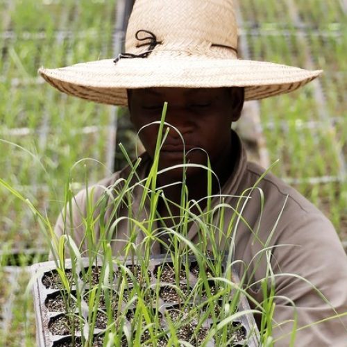 Aposentadoria rural precisa de reforma, defendem especialistas