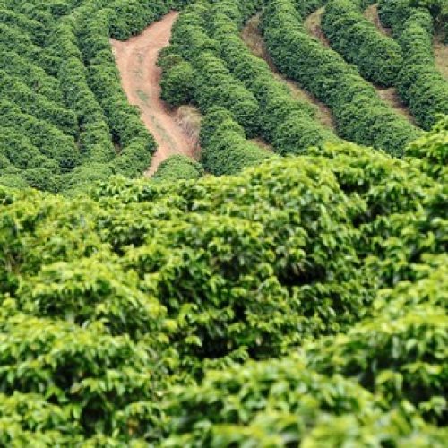 Café sobe mais de 3% em NY com atenção ao clima no Brasil
