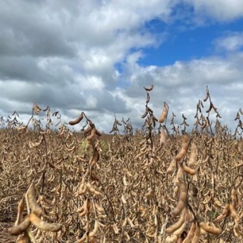 Soja avança em Chicago mesmo com demanda da China abaixo do ideal