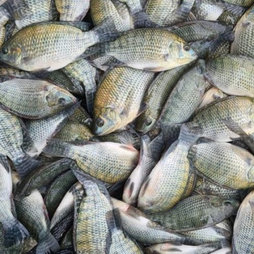 Pescados do Brasil ganham competitividade nos EUA mesmo com tarifa de 15%