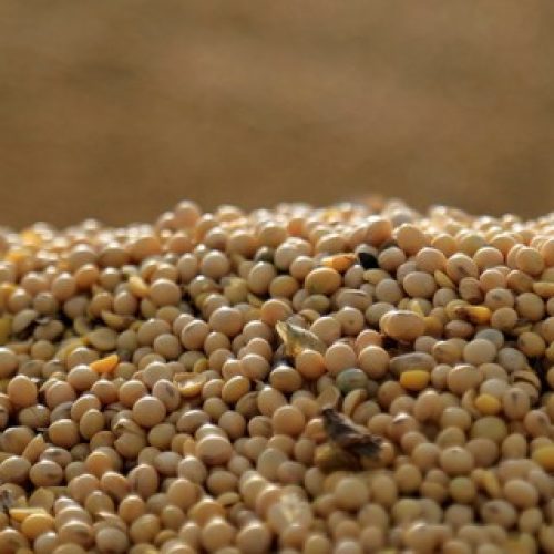 Preço da soja retoma tendência de queda na bolsa de Chicago