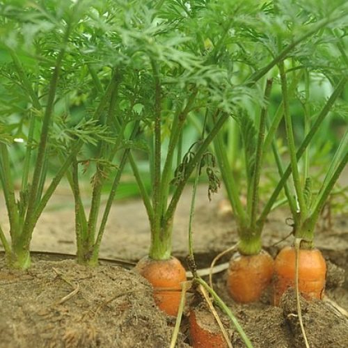 O que plantar em novembro? Veja os principais cultivos do mês