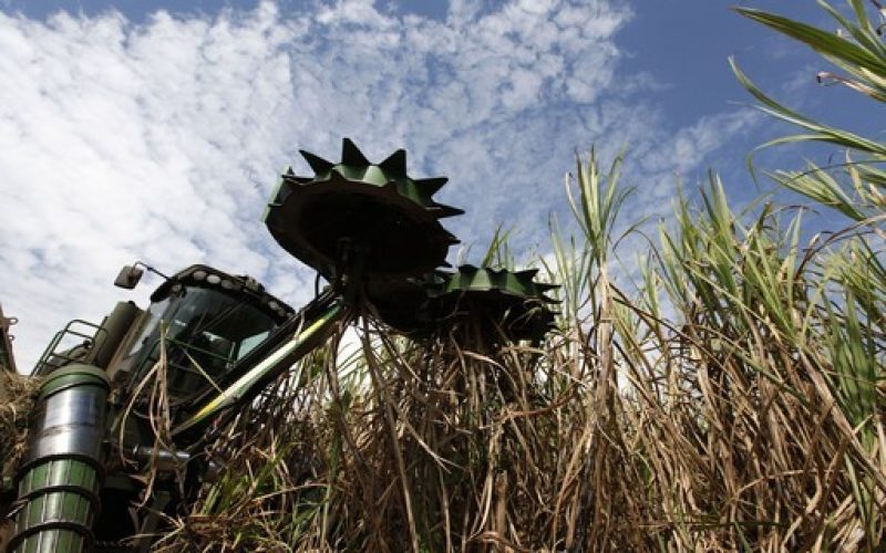 Raízen teve queda de 9,2% na moagem de cana de abril a dezembro