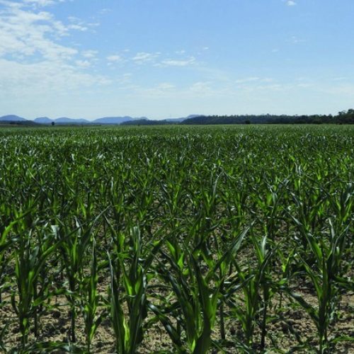 BNDES liberou R$ 5,2 bilhões para alongar dívidas rurais