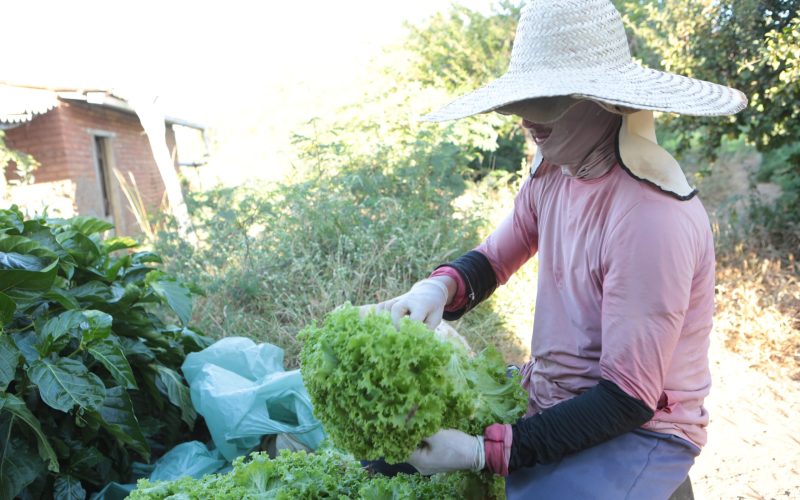 Número de trabalhadores na agricultura cresce no terceiro trimestre