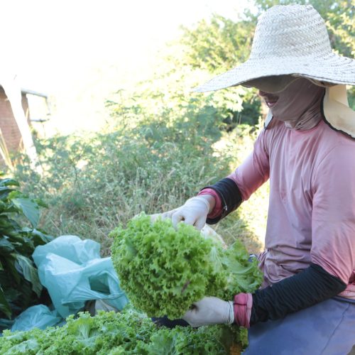 Número de trabalhadores na agricultura cresce no terceiro trimestre