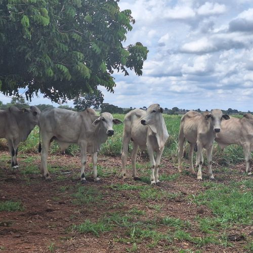 Após semana de altas, preço do boi gordo fica estável na maioria das regiões