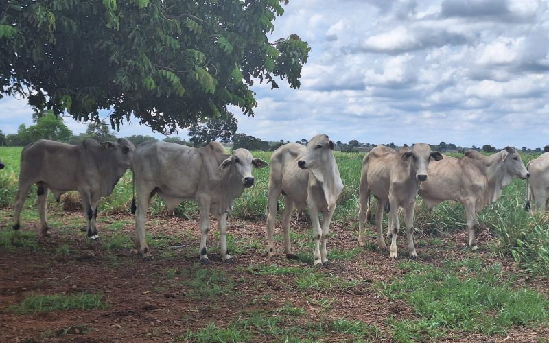 Preço do boi gordo sobe em São Paulo