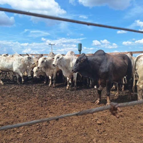 Preço do boi gordo começa a semana com estabilidade