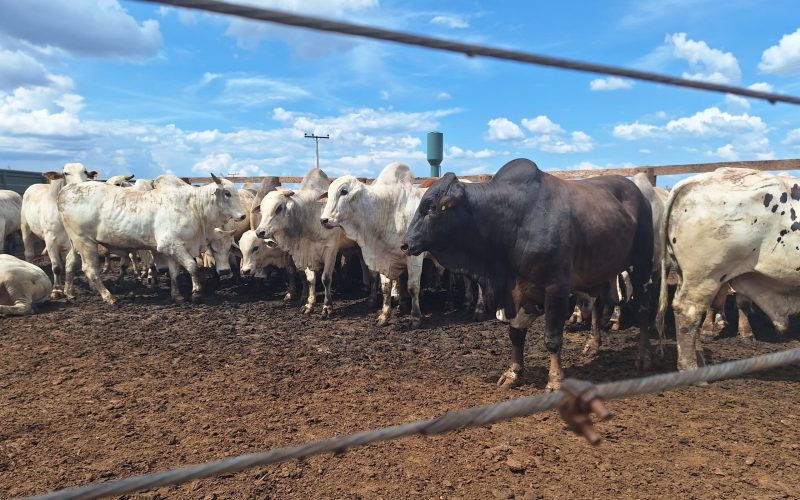 Preço do boi gordo começa a semana com estabilidade