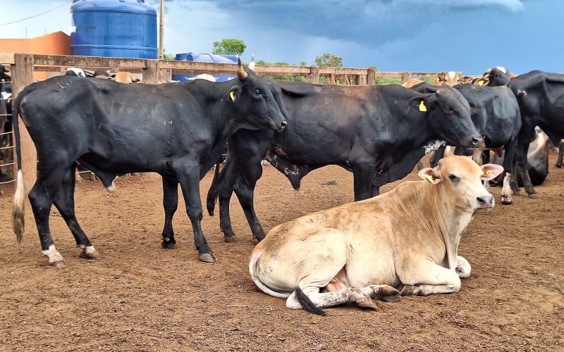 Preço do boi gordo encerra a semana com alta em São Paulo