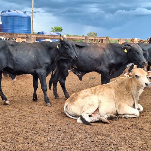 Preço do boi gordo começa fevereiro com nova alta