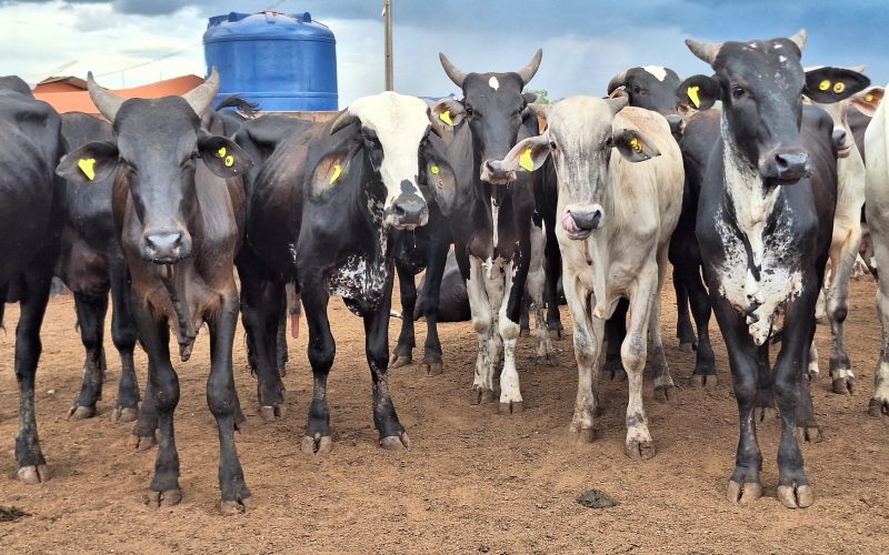 Preço do boi gordo encerra agosto com estabilidade, mas acumula alta no mês
