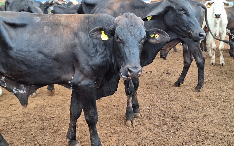 Preço do boi gordo inicia a semana com estabilidade na maioria das regiões