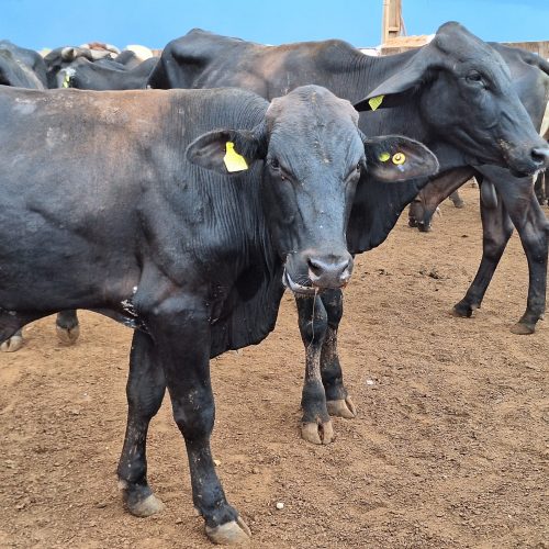 Preço do boi gordo inicia a semana com estabilidade na maioria das regiões