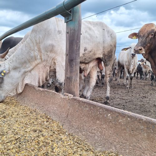 Preço do boi gordo varia entre estabilidade e queda na maioria das regiões