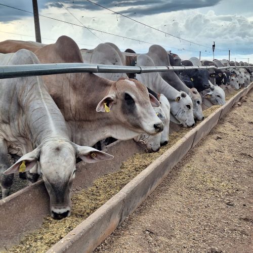 Preço do boi gordo inicia o ano estável com frigoríficos ainda em recesso