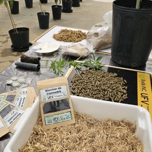 Pesquisa avalia uso do cânhamo para reforço de papéis reciclados