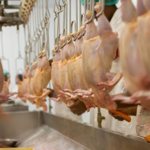 Produção de carne de frango pode atingir recorde em 2026