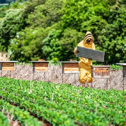 Cartilha promove boas práticas de integração entre soja e mel