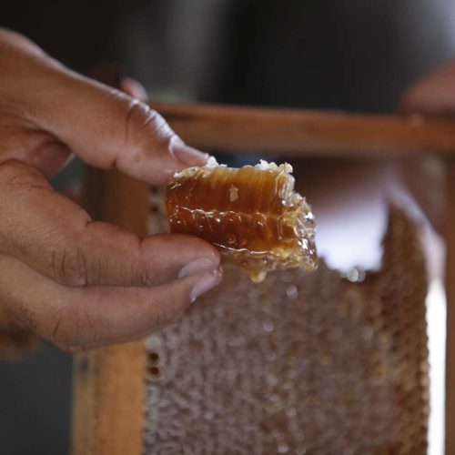 Produção de mel no Ceará sobe mais de 240% entre os anos de 2017 e 2024