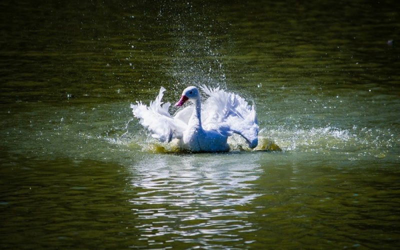 Mais de 90 aves morrem em zoológico do RS devido à gripe aviária