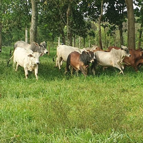 Ministério assina acordo com agência do Japão para recuperar pastagens