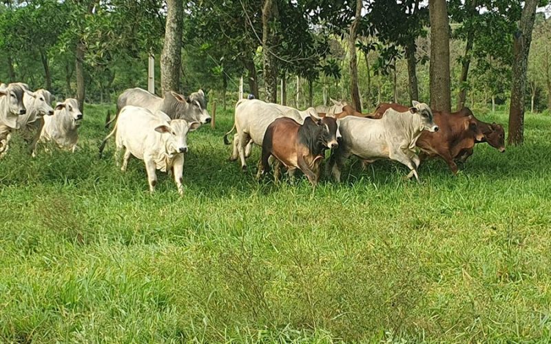 Ministério assina acordo com agência do Japão para recuperar pastagens