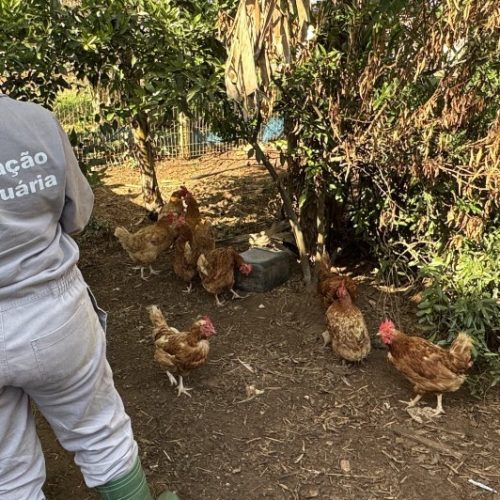 RS conclui terceira visita a propriedades do raio de 3 km do foco de gripe aviária