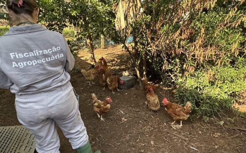 RS conclui terceira visita a propriedades do raio de 3 km do foco de gripe aviária