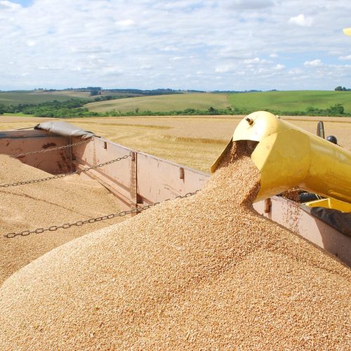Brasil deve aumentar a importação de trigo em 2026