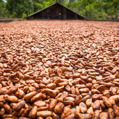 Preço do cacau reage em Nova York após atingir menor valor em dois anos