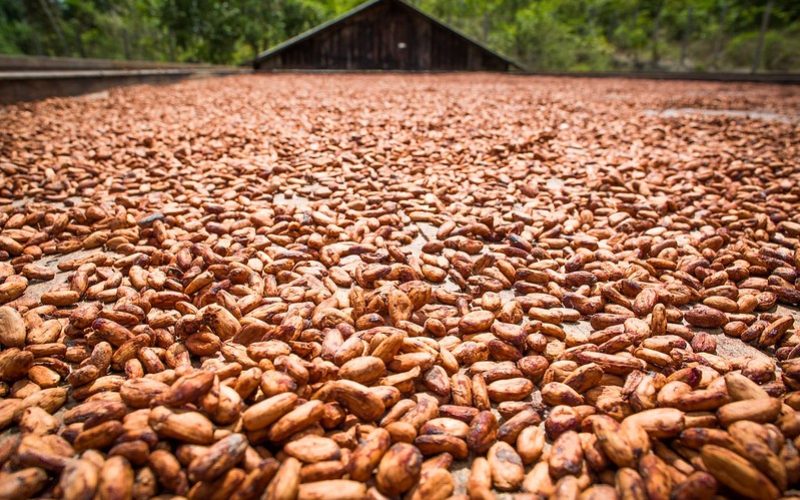 Na COP30, Nestlé aposta em agricultura regenerativa para avançar em sustentabilidade