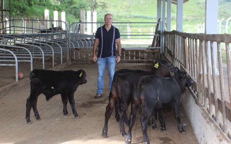 Primeiros bezerros geneticamente editados nascem no Brasil