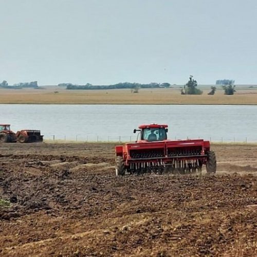 Plantio de arroz chega a 18,19% da área para 2025/26 no Rio Grande do Sul